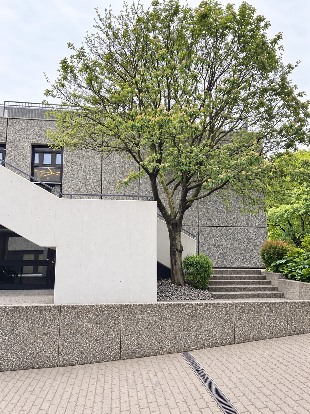 Baum, skulpturale Betontreppe und brutalistische Studioarchitektur